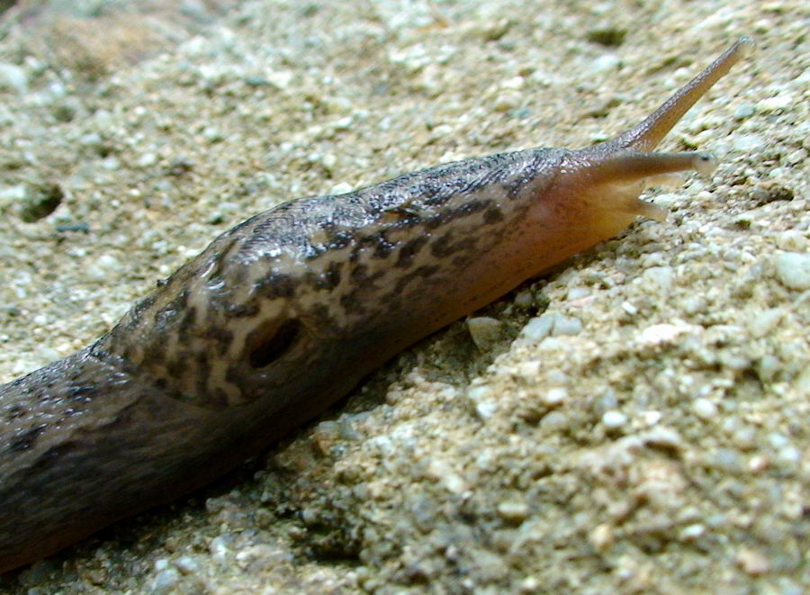 Limax dal Cilento (SA) M. Gelbison 1700 m